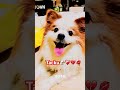 still missing you tacku 🐶💔❤️‍🩹#foreverlove #precious #doglover #dogshorts #neverforgetyou