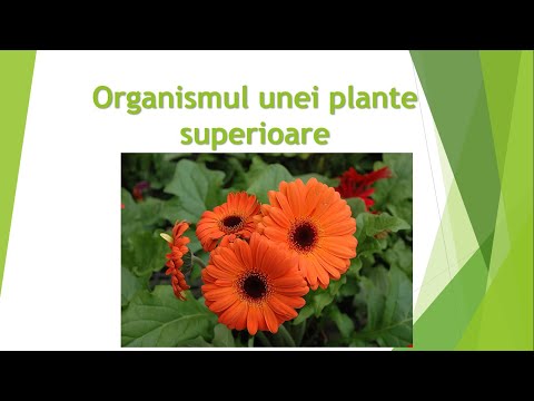 Video: De Ce Ferigile Sunt Plante Superioare