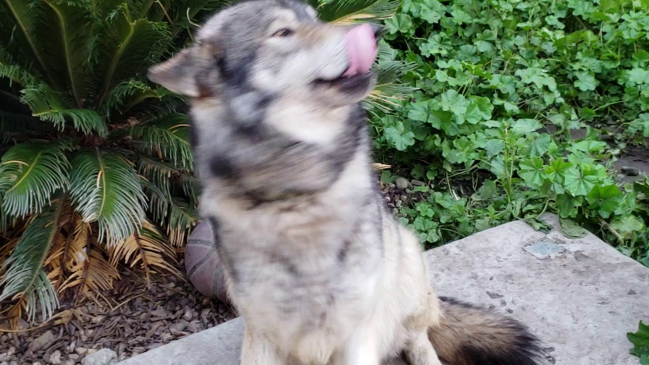 High content wolfdog eating chicken legs