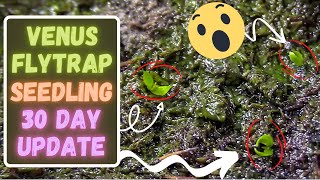 Venus Flytrap Seed Germination Update: Growing Venus Flytraps From Seed 30 Day Update