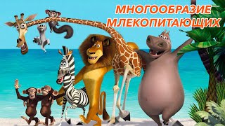 Урок "Многообразие млекопитающих" - ЦТ, ЕГЭ, ЗНО.