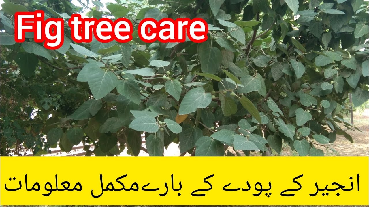 Anjeer tree | fig tree #plants #anjeer #figtree #plantcare #planttrees ...