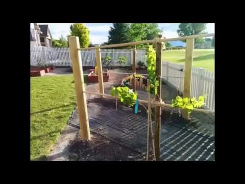 Trellis For Grapes Youtube