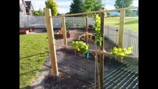 From many Grape Trellis ideas to choose from, this DIY Grape Trellis is what we came up with. Our backyard mini vineyard begins 