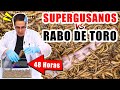 SUPERGUSANOS VS RABO DE TORO 48 horas | Experimentos con Mike