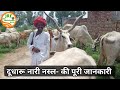 👍Nari Breed(नारी नस्ल)- 15 लीटर दूध वाली 30,000 रुपये से ऊपर कीमत नही, क्यो?😢