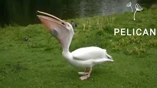 Pelican Swallows Pigeon.