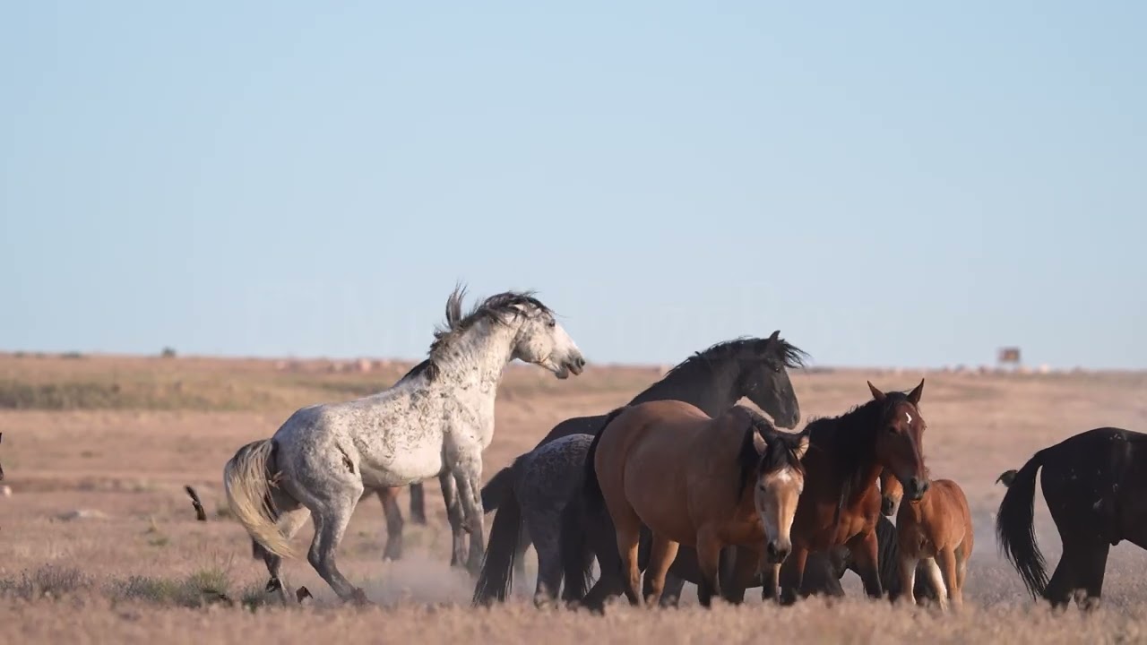 Stock Video - Wild horse Mustangs fighting with each other in slow motion
