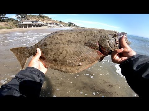 Keeper Dropshot Halibut From Shore [Catch and Cook] 