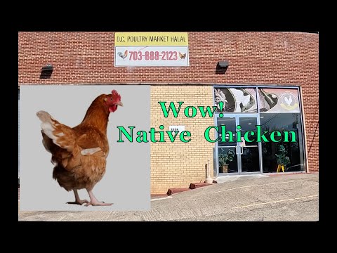 Native Chicken Market/Quick Tour