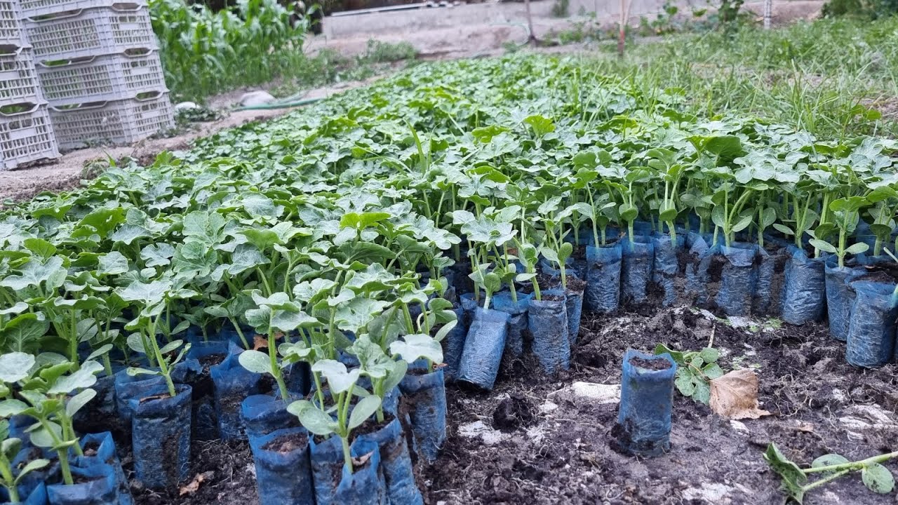 Тарвуз кўчат экиш.