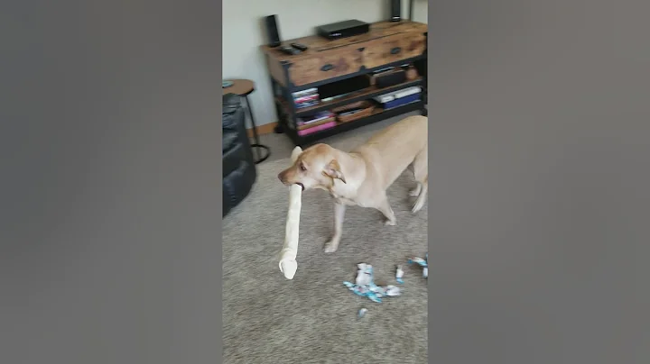 Bo's first Christmas and a man size rawhide