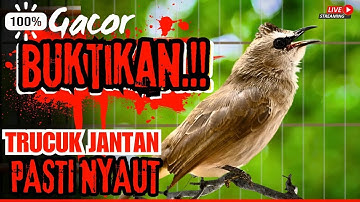 TRUCUKAN GACOR ROPEL PANJANG‼️ SUARA BURUNG TRUCUKAN GACOR untuk Masteran TRUCUK Bahan & Macet BUNYI