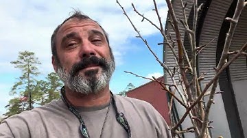 "Reviving History: Propagating Pear Tree Cuttings from My Great-Grandmother’s Orchard"