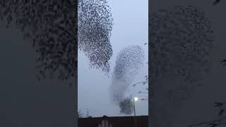 Murmuration Of Starlings