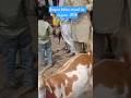 Kanpur bakra mandi | ka nazara | kurbani k janwar #ytshorts #youtubeshorts #funny #bakra
