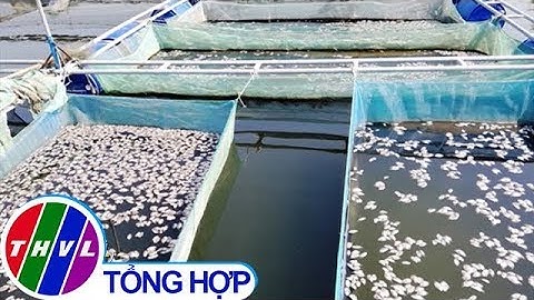THVL | Cá nuôi lồng bè ở Hội An chết chưa rõ nguyên nhân