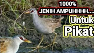 Download lagu Suara Burung Tikusan Sawah Yang Jauh Pasti Mendekat Yang Dekat Merapat