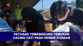 PETUGAS TEMANGGUNG TEMUKAN CACING HATI PADA HEWAN KURBAN || BERANDA NUSANTARA