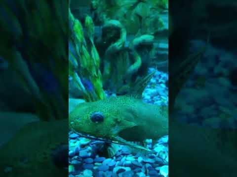 Сомик парусний, перевертень(Sinodontis nigriventris)(Sail catfish, werewolf)(旗魚、狼人)