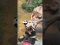 HK Ocean Park Keepers Made A "Unicorn" For Panda | iPanda #shorts