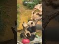 HK Ocean Park Keepers Made A "Unicorn" For Panda | iPanda #shorts