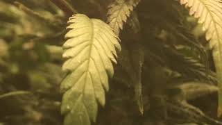 Timber 4vs grow vlog, Season 4 Episode 8, Day 49 of Flower