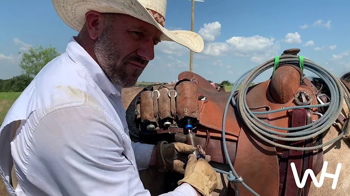 Buster Frierson Cutting a Pipe Collar Off of a Cow