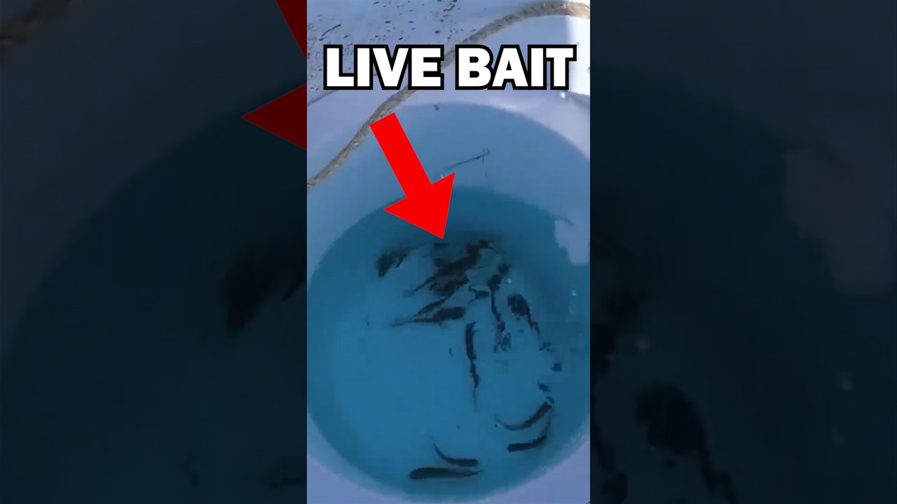 Is Live Bait CHEATING?