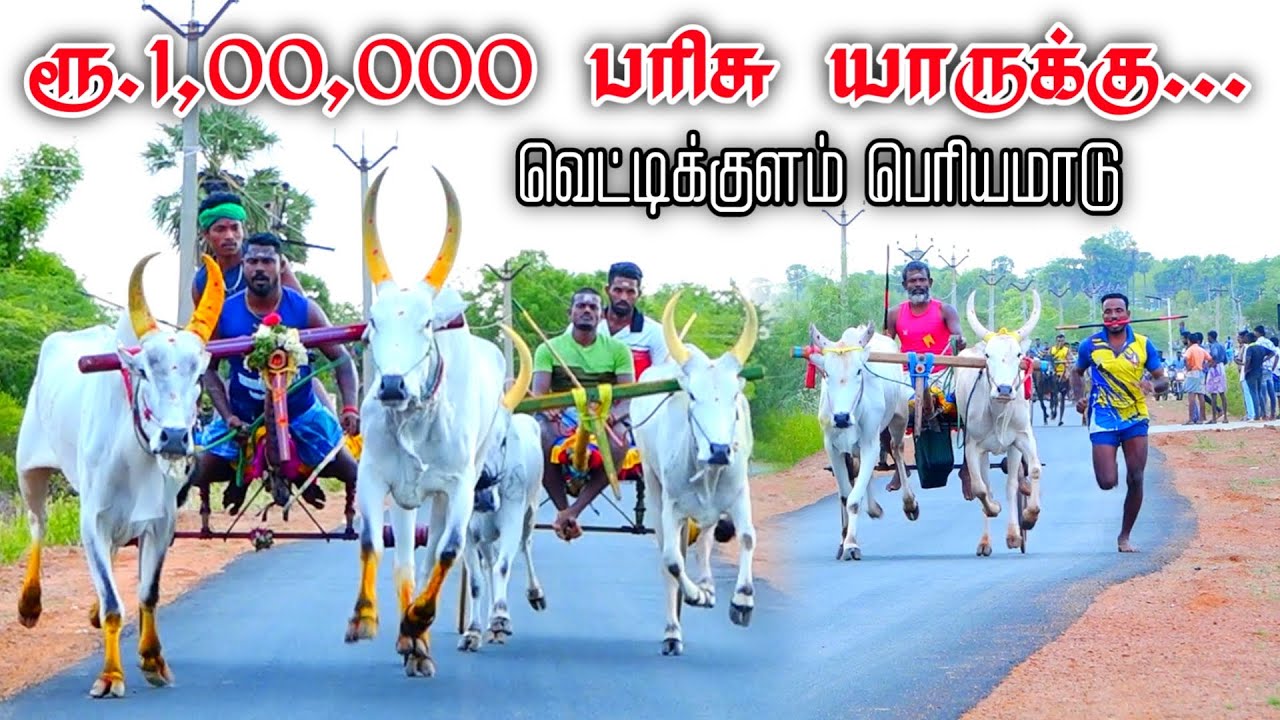 VETTIKULAM PERIYAMAADU SIVAGANGAI DISTRICT #Aathiranmedia #aathiranreklarace