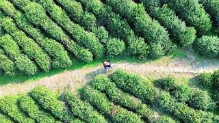 AI Robot Dog Assisting in Tea Harvest | Smart Agriculture with Human-Robot Collaboration