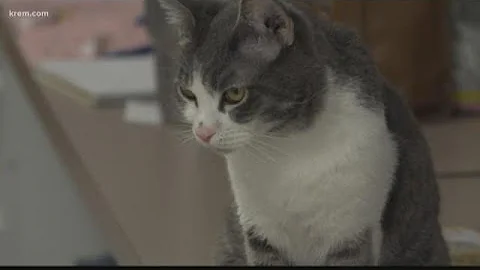 Spokanimal's Dorothy Clark Animal Clinic reopens t...