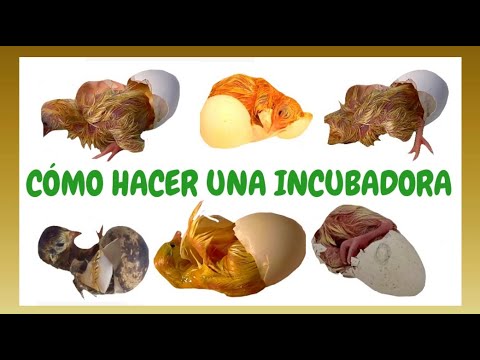 How to make a homemade incubator