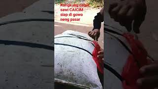 Kangkung Cabut Sawi Caicim Siap Di Jual Ke Pasar