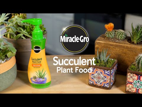 How to Feed Succulents and Cactus Plants Using Miracle-Gro® Succulent Food