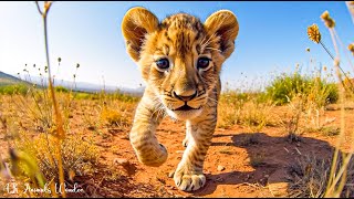 Cute baby animals ~ Relaxing music heals stress, anxiety and depressive conditions... by 4K Animals Wonder 3 views 1 month ago 3 hours, 4 minutes