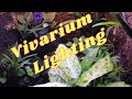 What are the best vivarium lights for growing plants