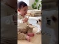 シーズー犬に餌をあげる赤ちゃん #赤ちゃん #baby #犬 #シーズー #可愛い #犬 #dog