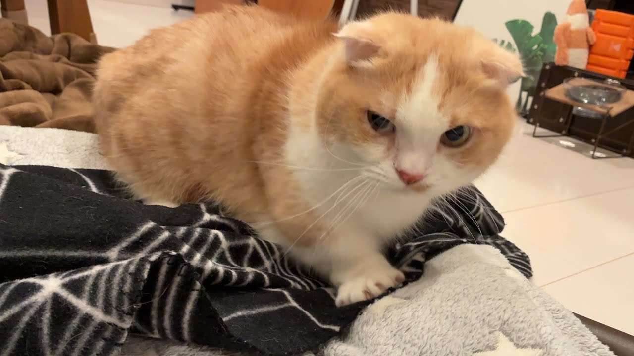 バリ可愛い短足猫のふみふみがこちら【ベンガル/マンチカン/茶トラ猫】