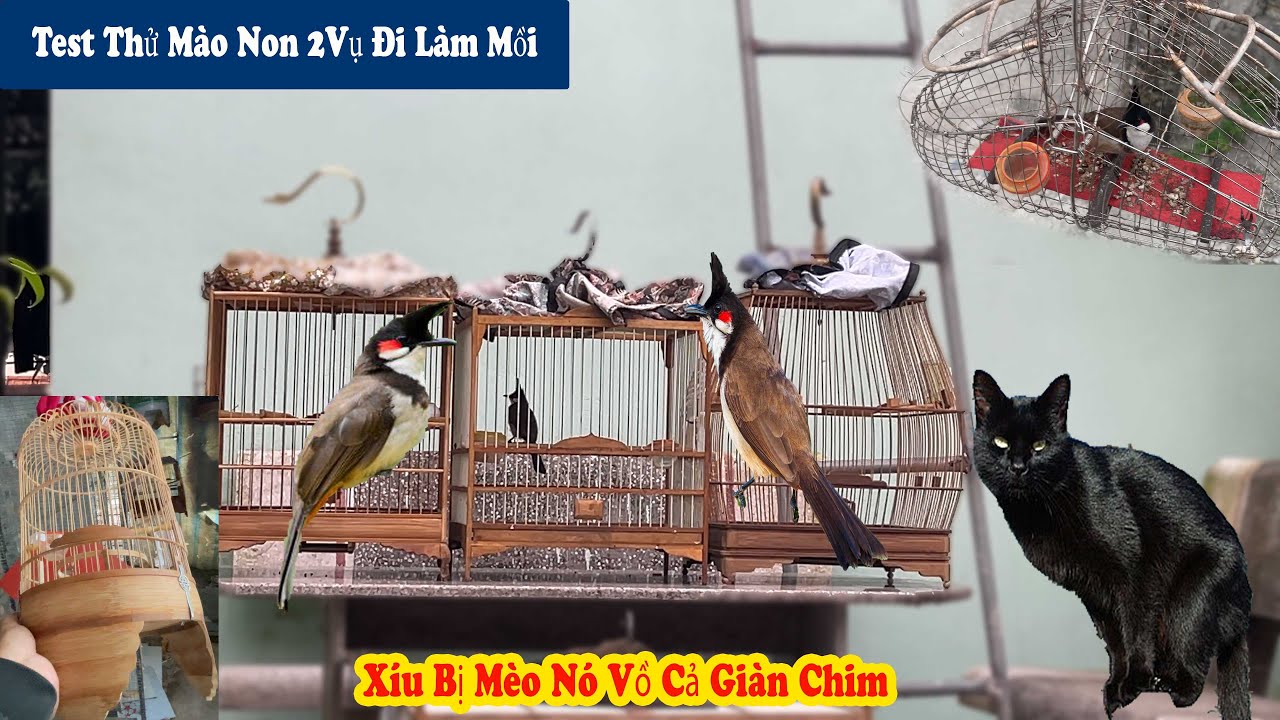 Lên Xem Giàn Chim Nhà Cu Em Việt Và Xiú Bị Mèo Nó Vồ Cả Đàn // Chiến Ơi