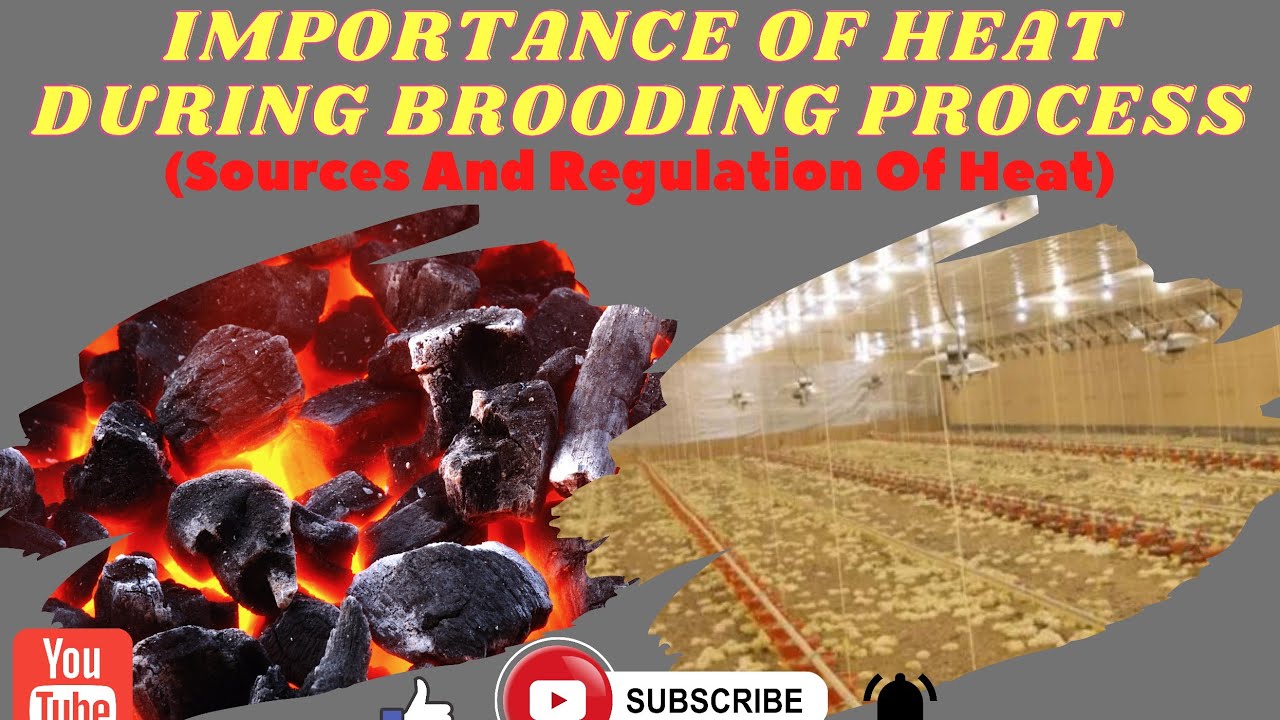 RELATIONSHIP BETWEEN HEAT SOURCE & BROODING. #broilerchicken # ...