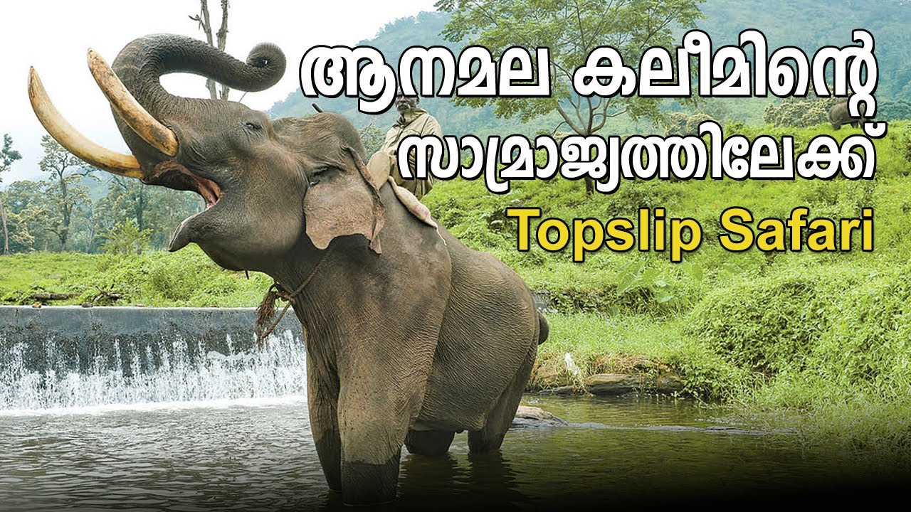 ആനമല കലീമിന്റെ സാമ്രാജ്യത്തിലേക്ക് | Top Slip | Anamala kalim ...