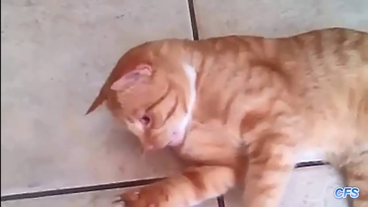 Cats Love Olives Compilation YouTube