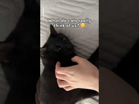 What Do Cats
