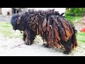 WHAT HAPPENED WITH THIS DOG? +UPDATE  *shaving all these dreadlocks and matted fur*