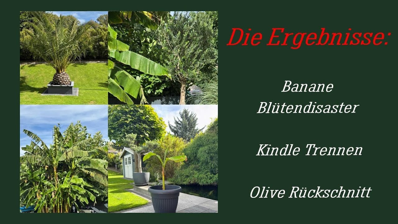 Die Ergebnisse: Banane Blütendisaster, Kindle trennen,Olive Rückschnitt,