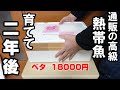 【熱帯魚】超高級ベタ18000円! 2年後の姿!#Bettafish#ベタショップフォーチュン