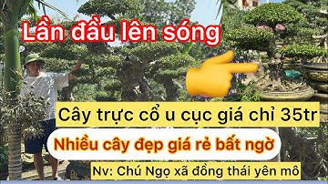 Khám phá nhà vườn Yên mô-Ninh Bình: Bất ngờ gặp nhà vườn nhiều cây đẹp giá rẻ bất ngờ (Báo giá Gl)