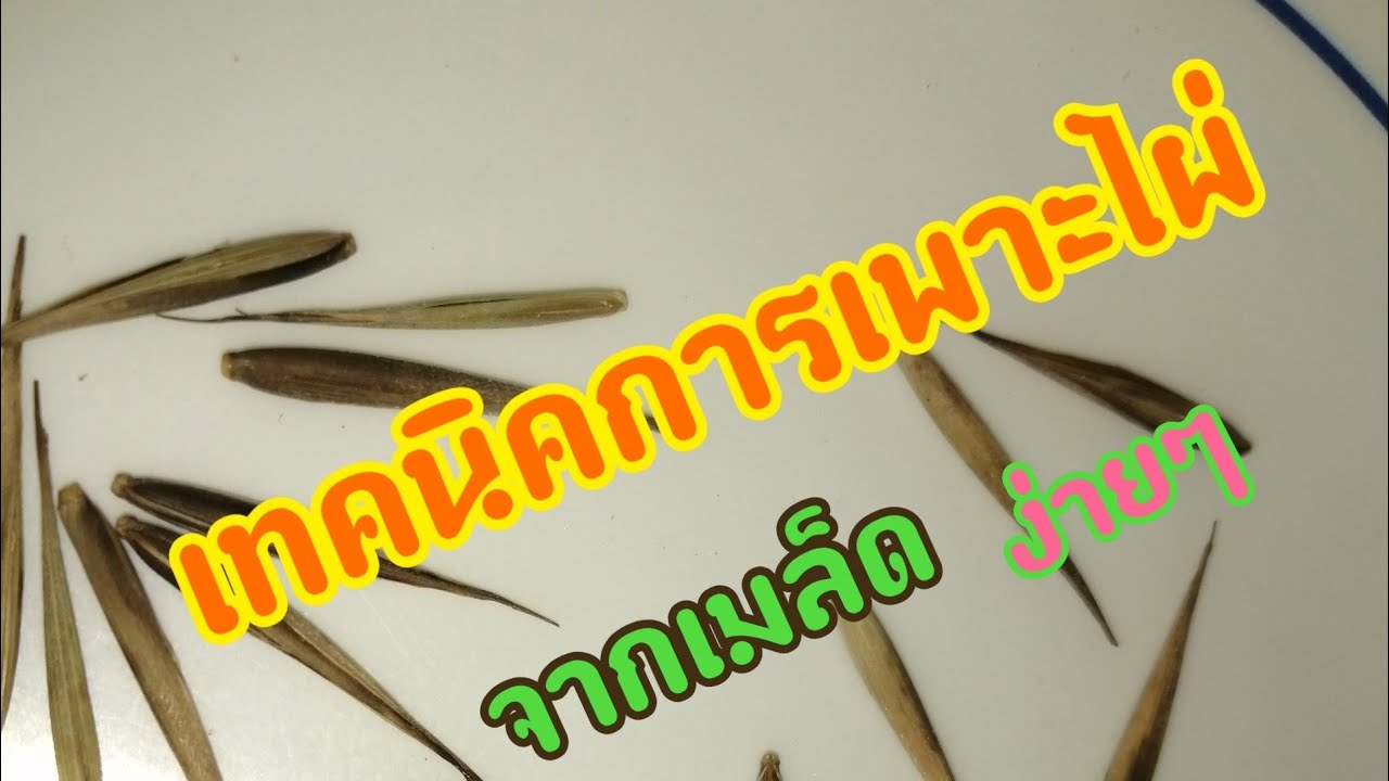 เทคนิค​การเพาะเมล็ด​ไผ่ยักษ์​ประเทศ​จีน