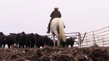 Angus VNR: Cattle the Feeders Want